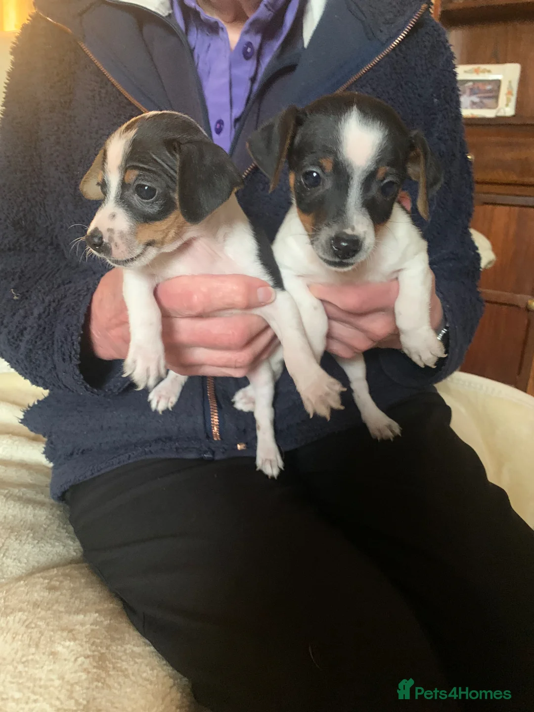 Jack Russell dogs for sale: Miniature jack russels - Advert 1