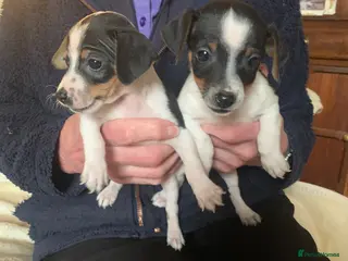 Jack Russell dogs Miniature jack russels - Advert 7