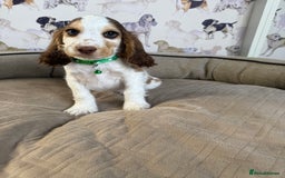 Cocker Spaniel dogs for sale: Beautiful show litter Cockers ready now - Image 5