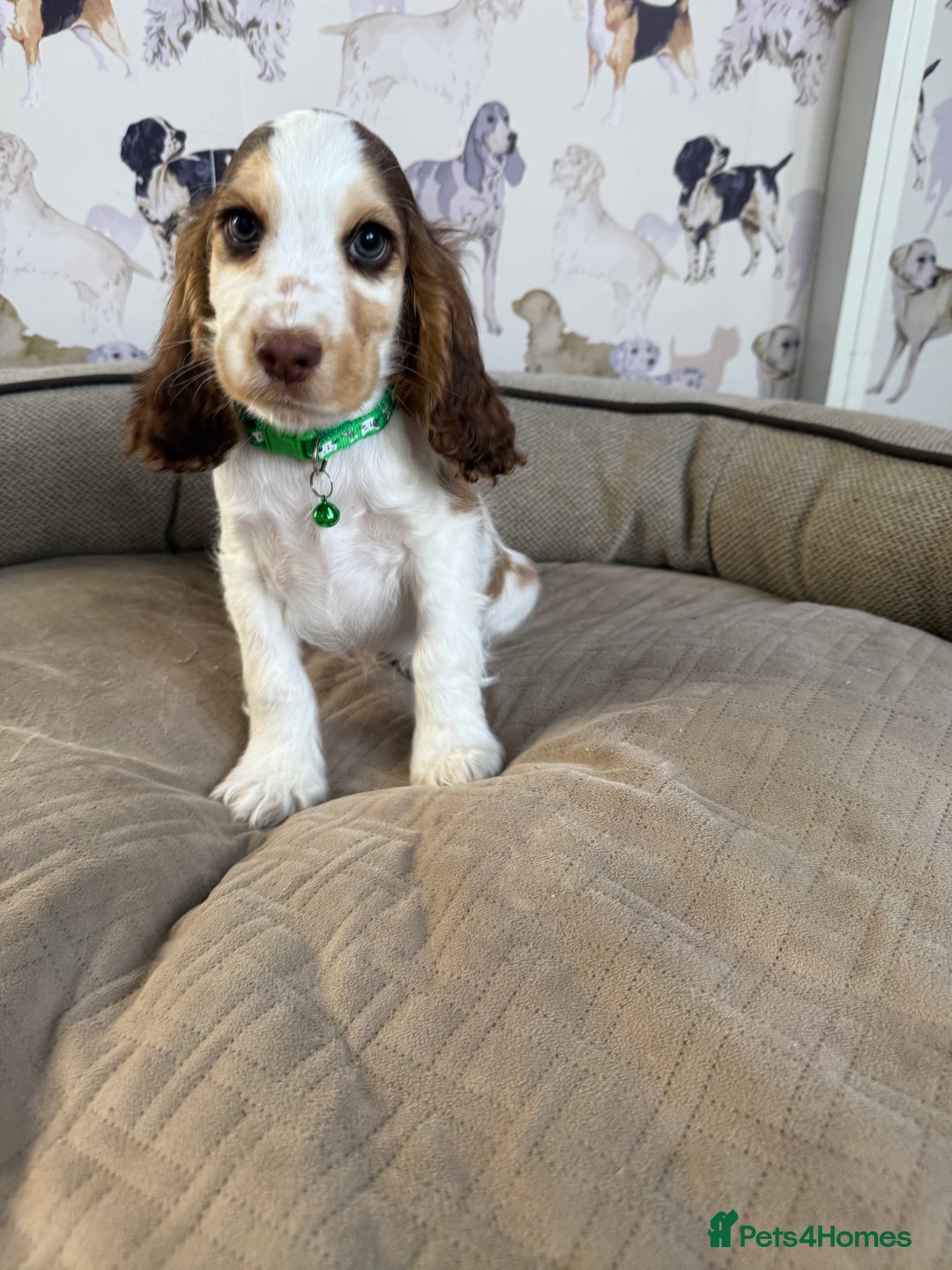 Cocker Spaniel dogs for sale: Beautiful show litter Cockers ready now - Image 5