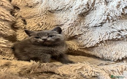 Mixed Breed cats for sale: Blue British Shorthair x Mink Blue Point Ragdoll - Image 5