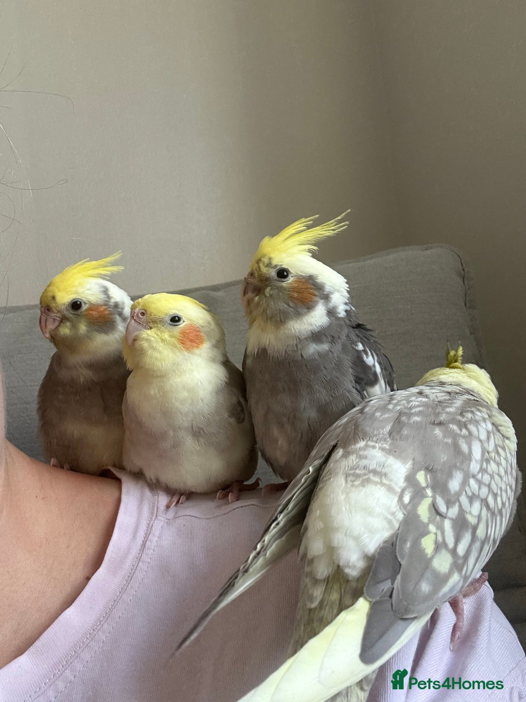 Cockatiels birds for sale: Cockatiel chicks  - Image 7