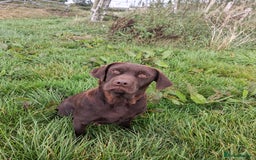 Borador dogs for sale: 2 Chocolate and White Boys available  - Image 2