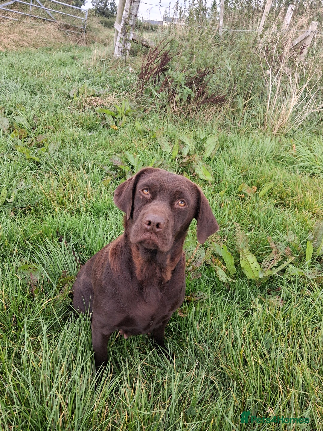Borador dogs for sale: 2 Chocolate and White Boys available  - Image 2