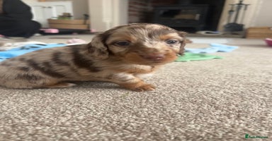 Miniature Dachshund dogs - Advert 7