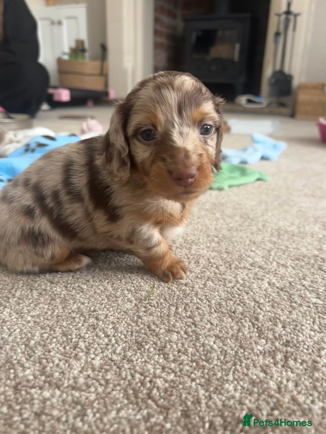 Miniature Dachshund dogs for sale: 🐾Beautiful KC Reg Miniature Dachshunds looking 🐾 - Image 2