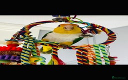 Mixed Breed birds for sale: Male Caique parrot - Image 4
