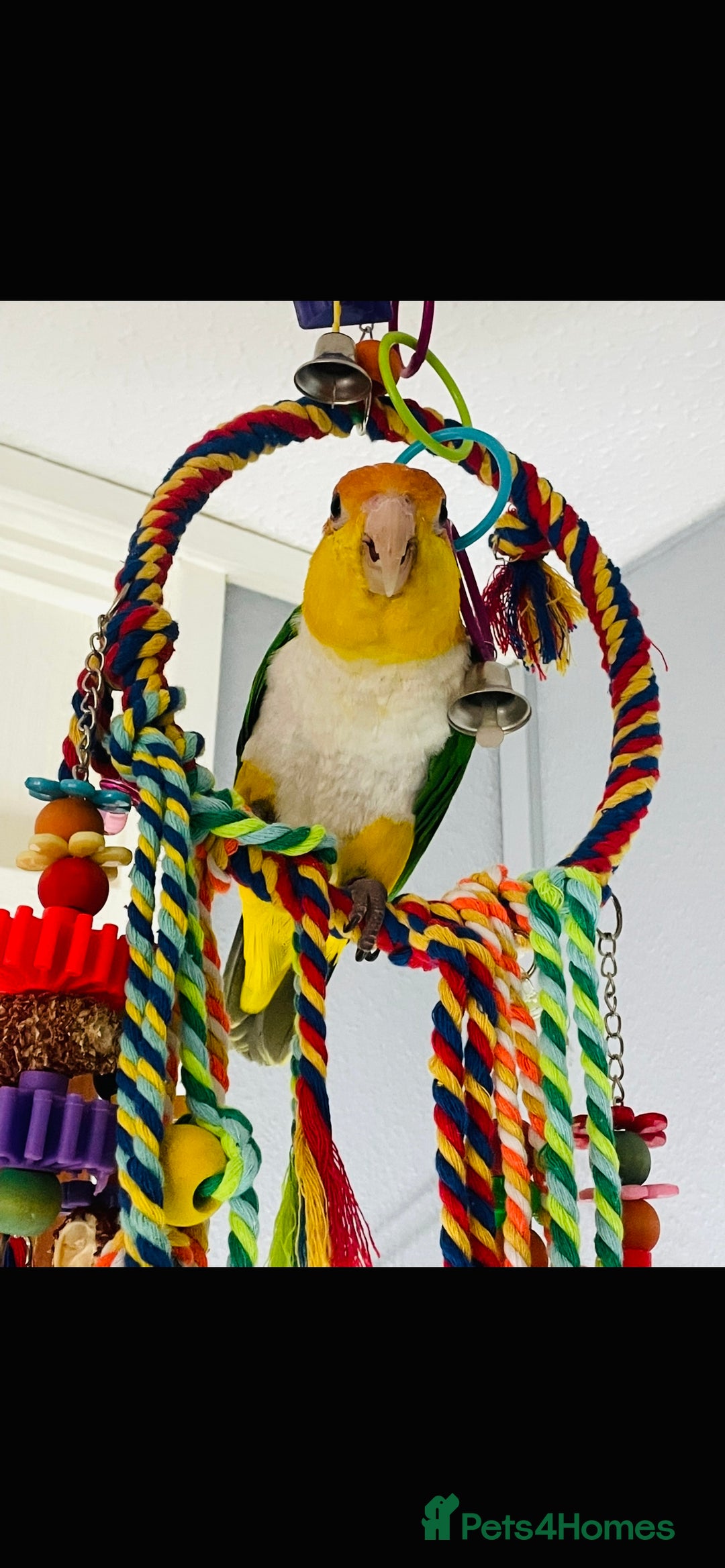 Mixed Breed birds for sale: Male Caique parrot - Image 4