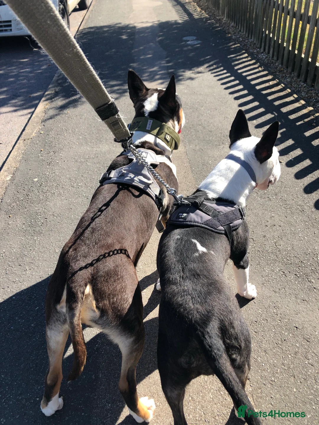 English Bull Terrier dogs for stud: FULL HEATH CHECKED QUALITY STUD 🥇 in Newport Pagnell - Advert 8