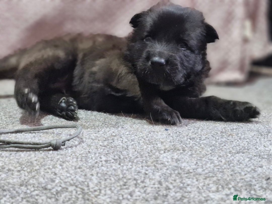 Mixed Breed dogs for sale: Belgian malinois x German shepherd puppies - Image 9