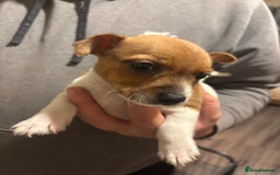 Jack Russell dogs for sale: Beautiful Jack Russell puppies  - Advert 6