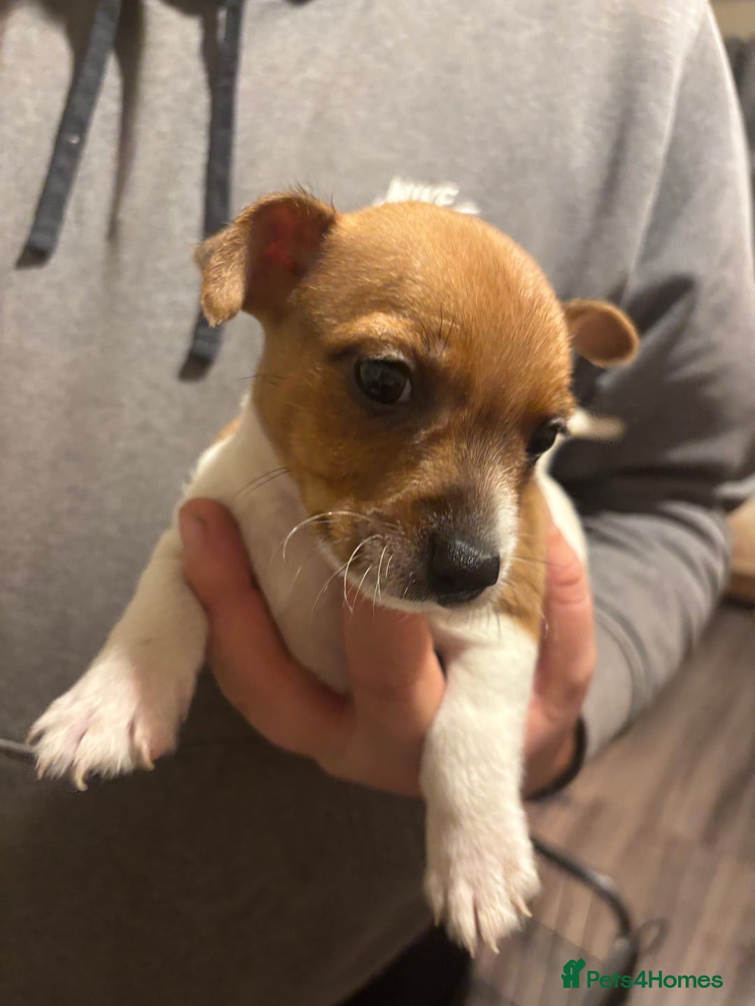 Jack Russell dogs for sale: Beautiful Jack Russell puppies  - Advert 6