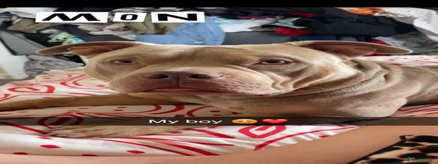 JAXX