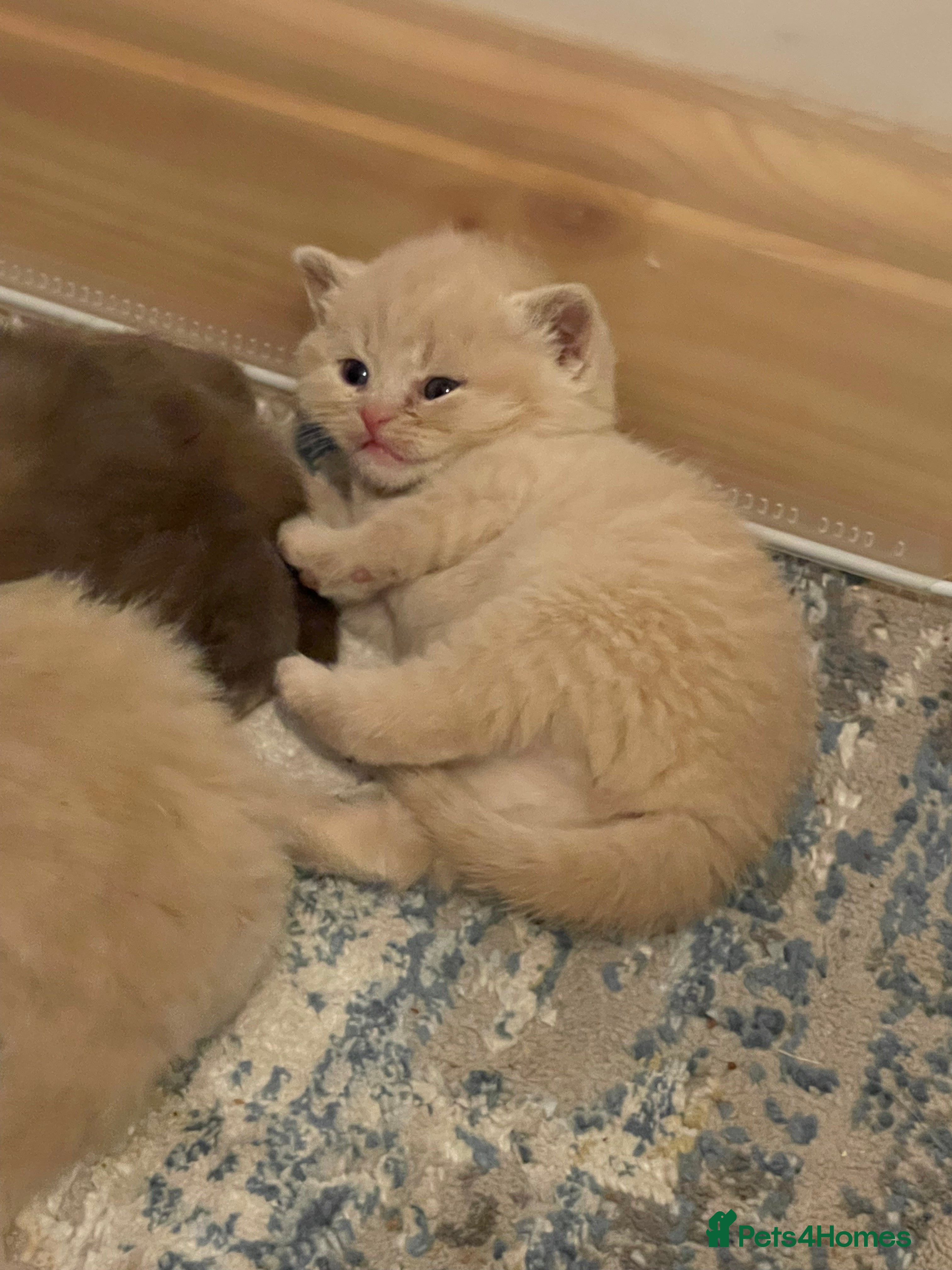 British Shorthair cats Exceptional litter of GCCF British shorthairs - Advert 16