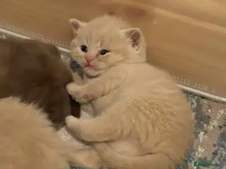 British Shorthair cats Exceptional litter of GCCF British shorthairs - Advert 16