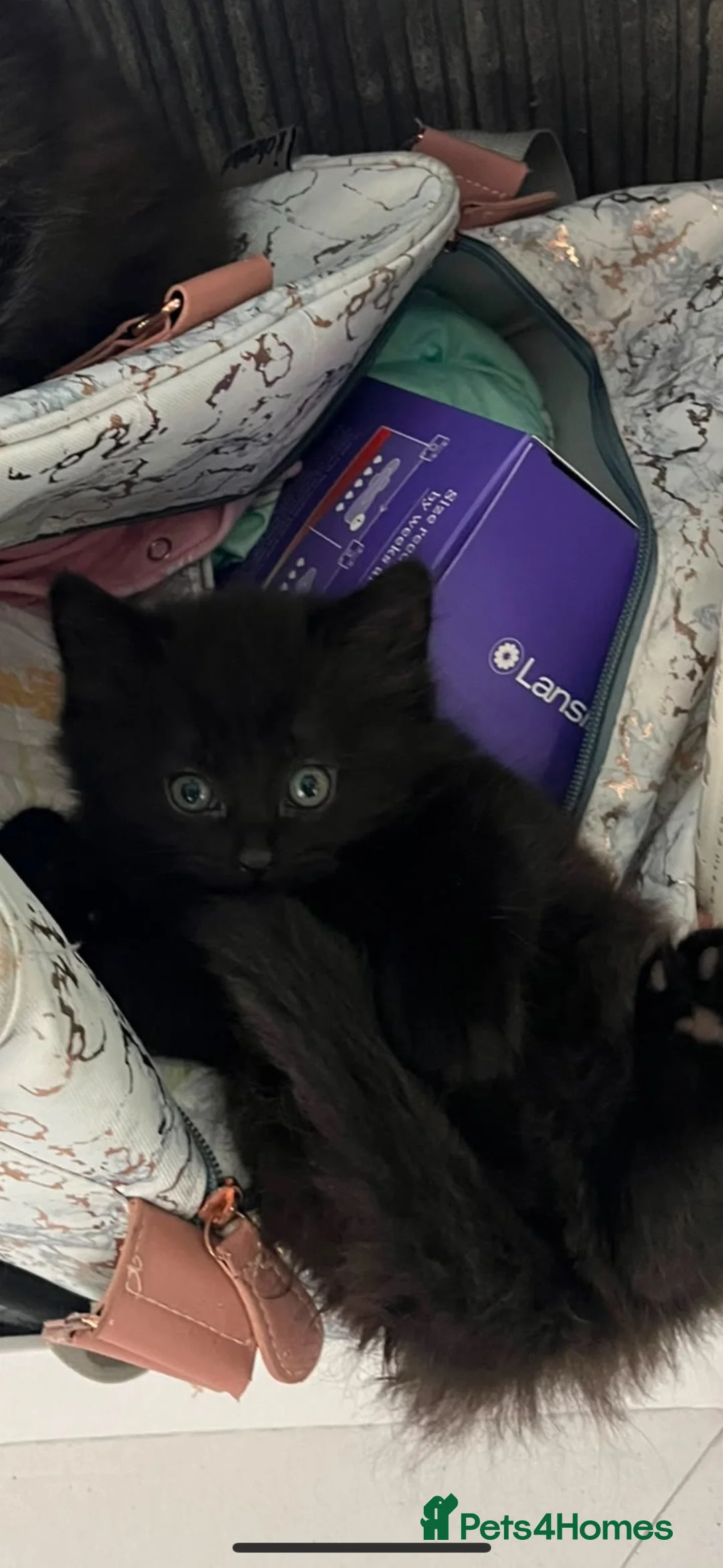 Mixed Breed cats for sale: Fluffy girl kitten  - Advert 5