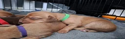 Chiweenie dogs for sale: Dachshund  - Advert 14