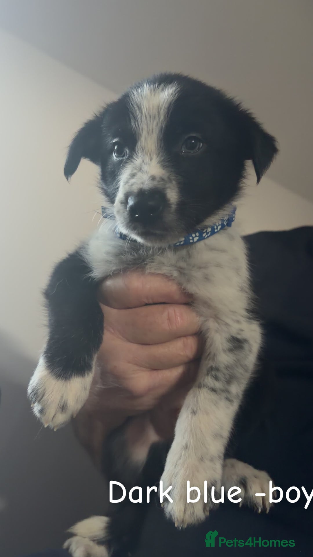 Mixed Breed dogs for sale: Border collie pups - Advert 3