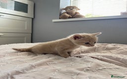 Mixed Breed cats for sale: Kittens for sale  - Image 6