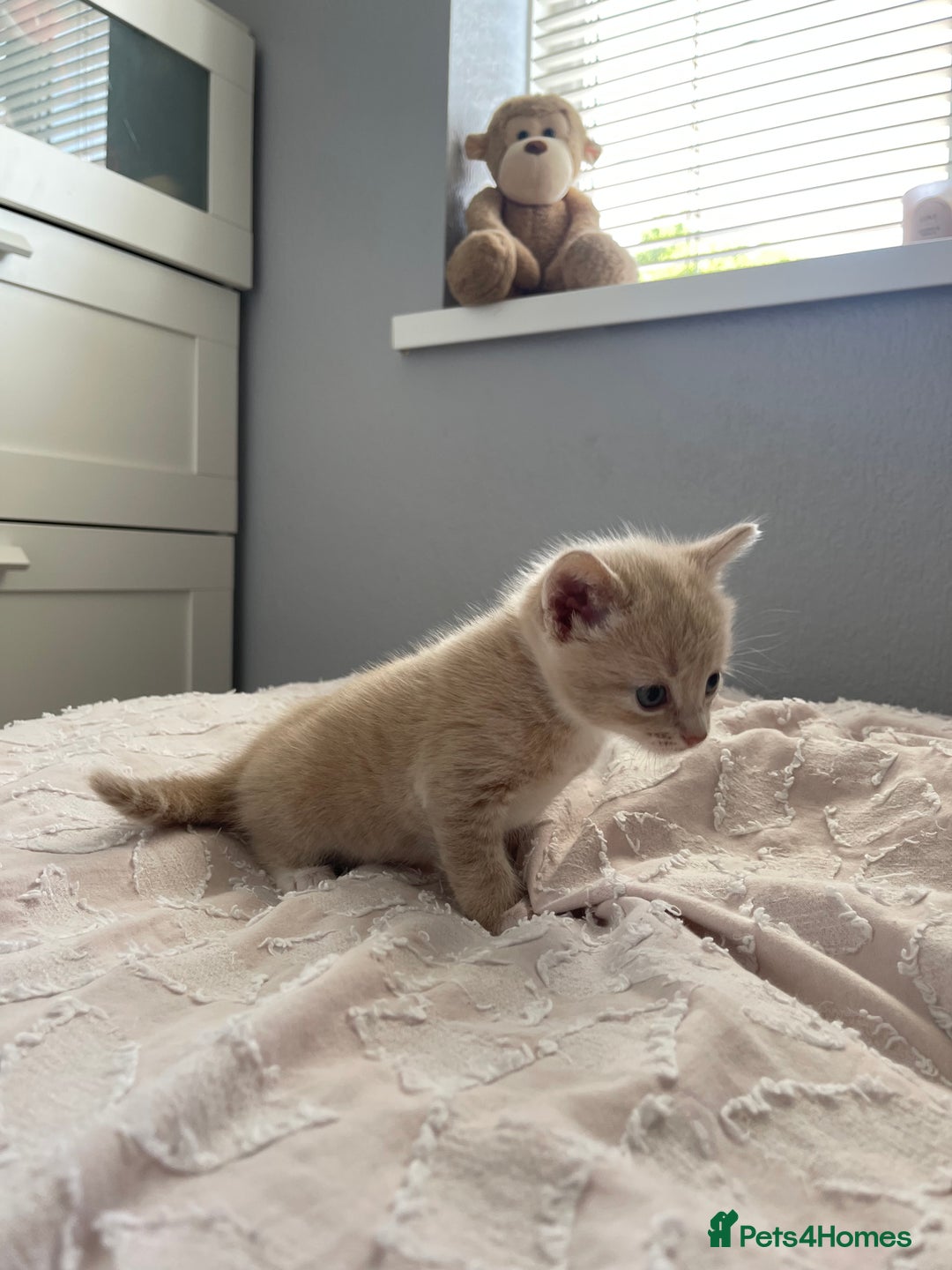 Mixed Breed cats for sale: Kittens for sale  - Image 6