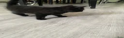 Mixed Breed cats for sale: Black kittens  - Advert 5