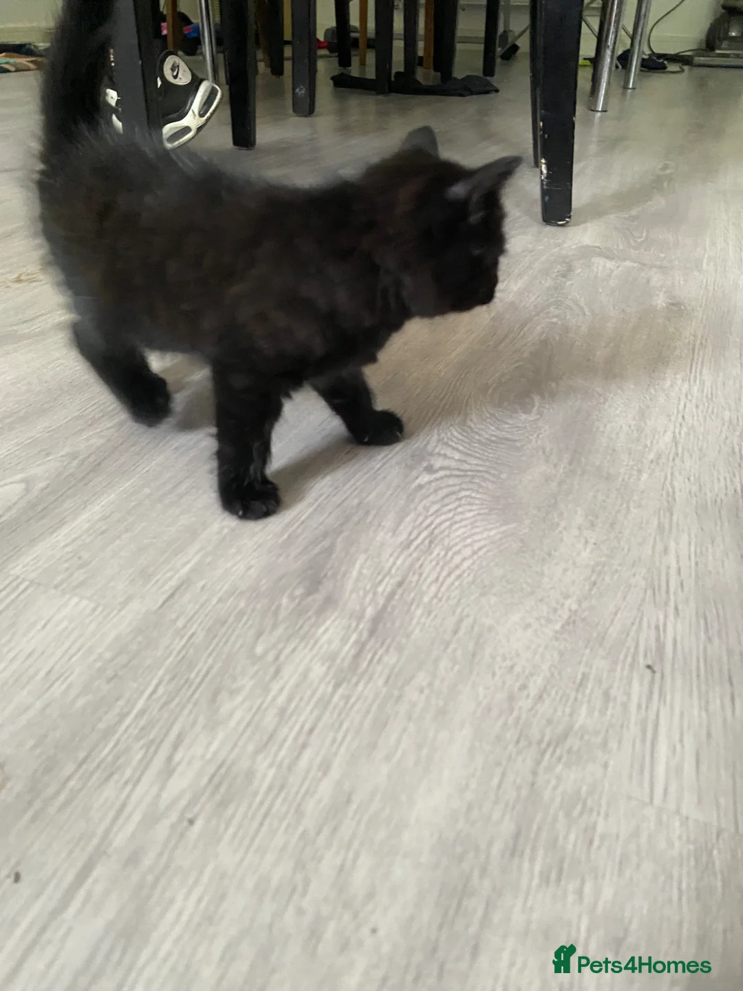 Mixed Breed cats for sale: Black kittens  - Advert 5