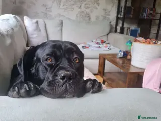 Mixed Breed dogs Lola Cane Corso X Mastiff - Advert 1