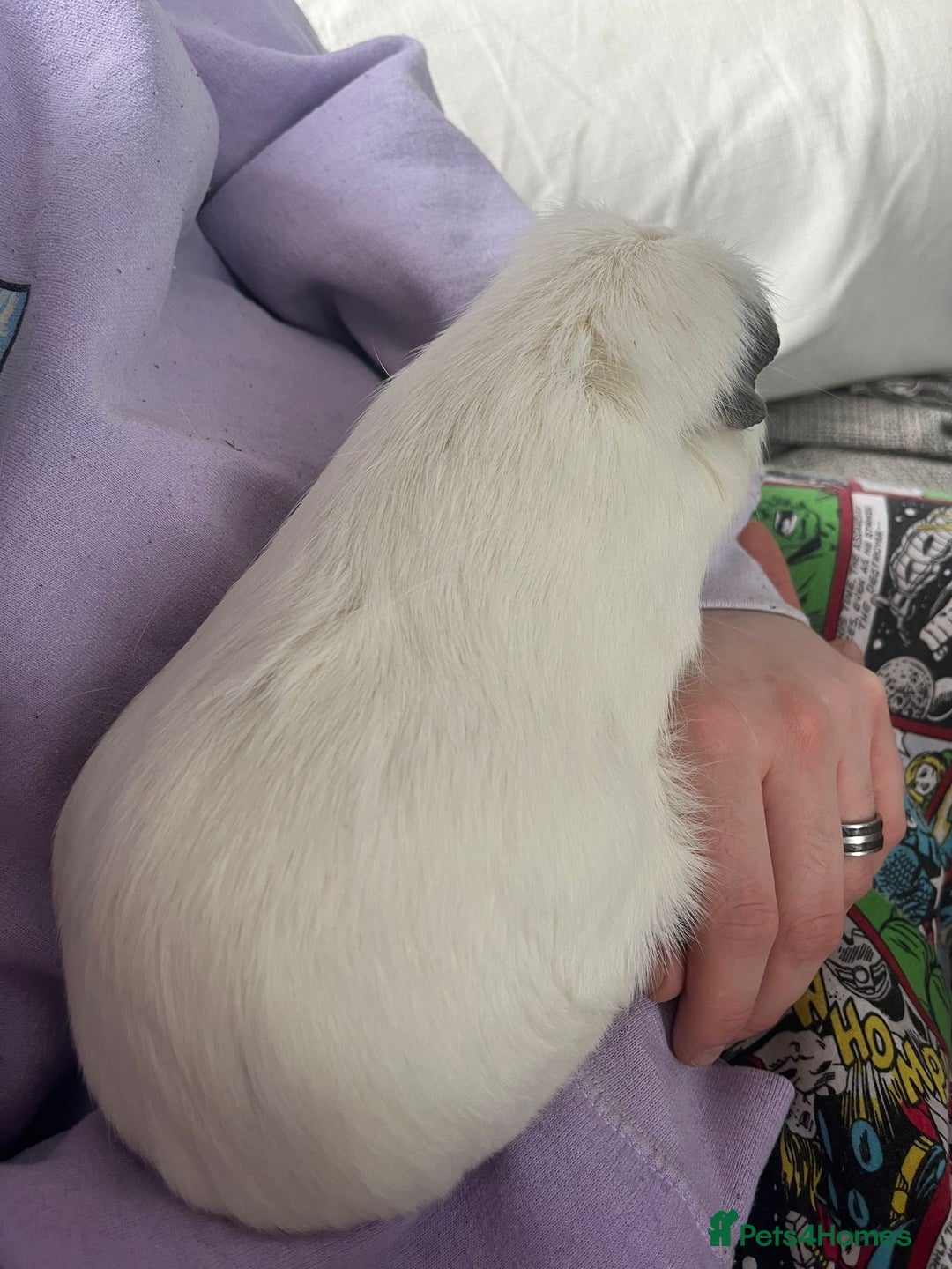 Guinea Pig rodents for sale: 2x Female Guinea pigs - Image 9