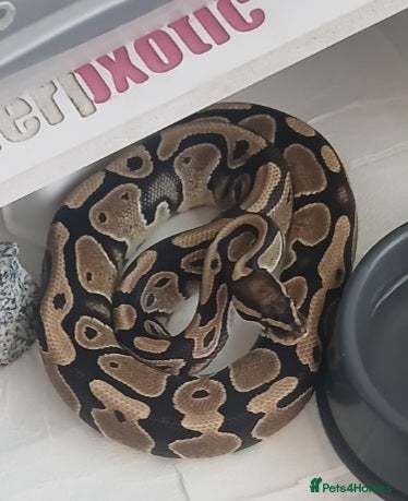 Python Snake reptiles 6 Royal pythons need a new home - Advert 2