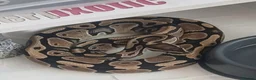 Python Snake reptiles for sale: 6 Royal pythons need a new home - Advert 1