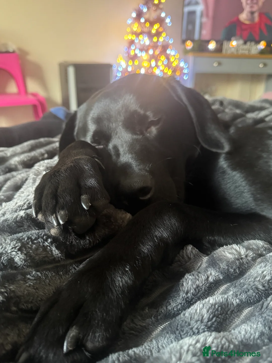 Labrador Retriever dogs for sale: male 21 month old black labrador in Norwich - Advert 1