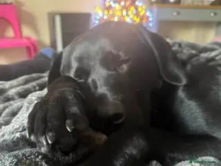 Labrador Retriever dogs male 21 month old black labrador - Advert 1