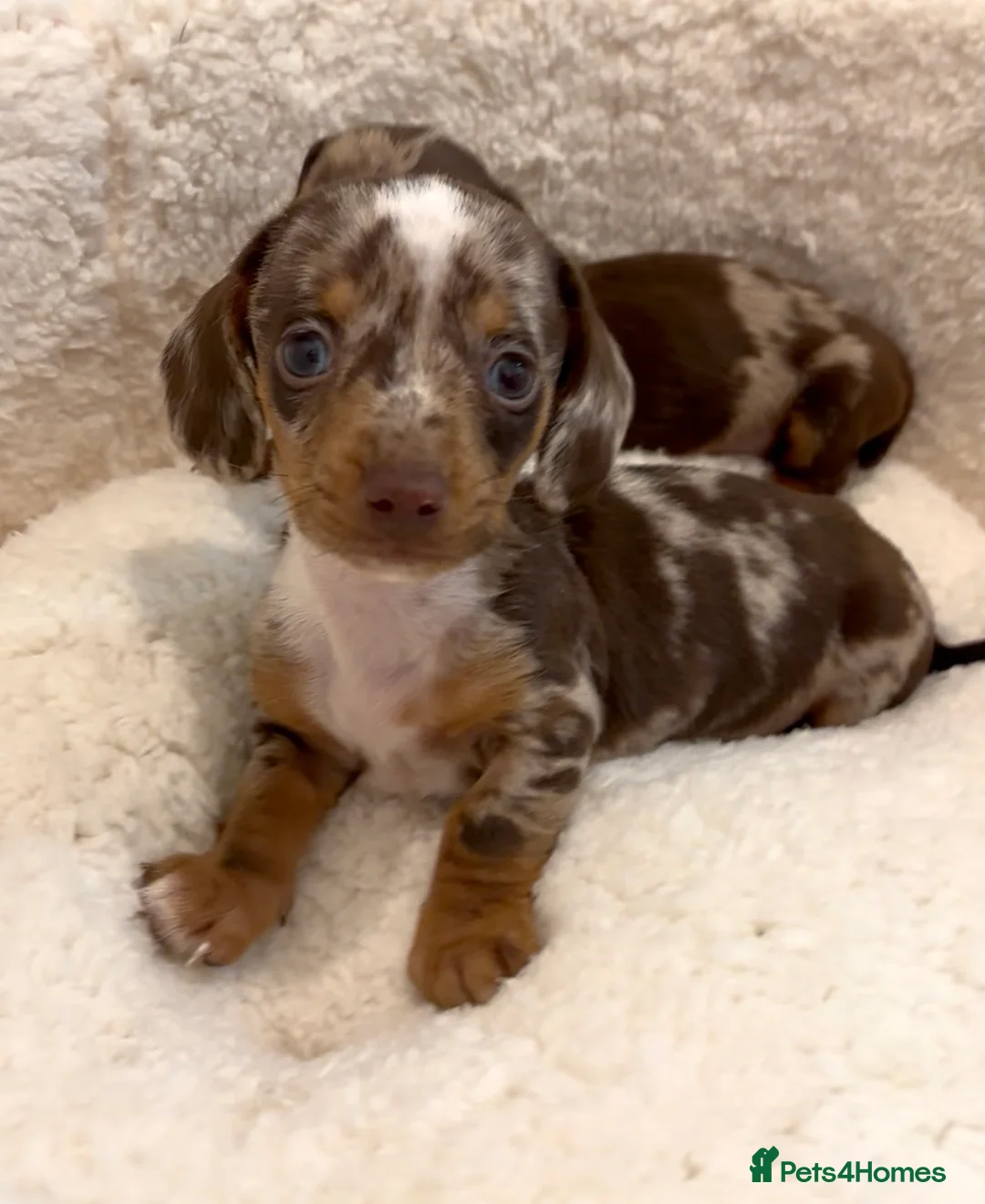 Miniature Dachshund dogs for sale: GORGEOUS Miniature Dachshunds  - Advert 2