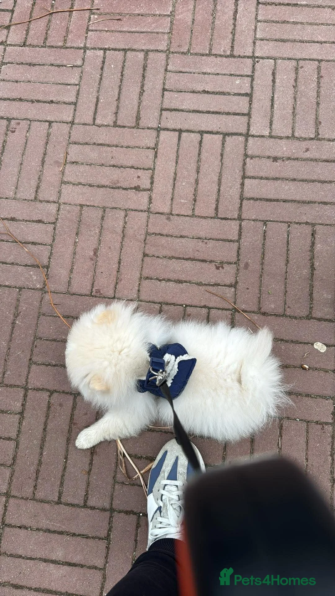 Pomeranian dogs for sale: Male Pomeranian in London - Advert 2