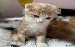 Scottish Fold cats for sale: Scotish Fold Kittens for sale 🐱 - Image 3