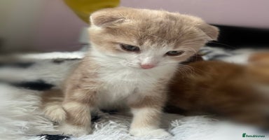Scottish Fold cats - Advert 10