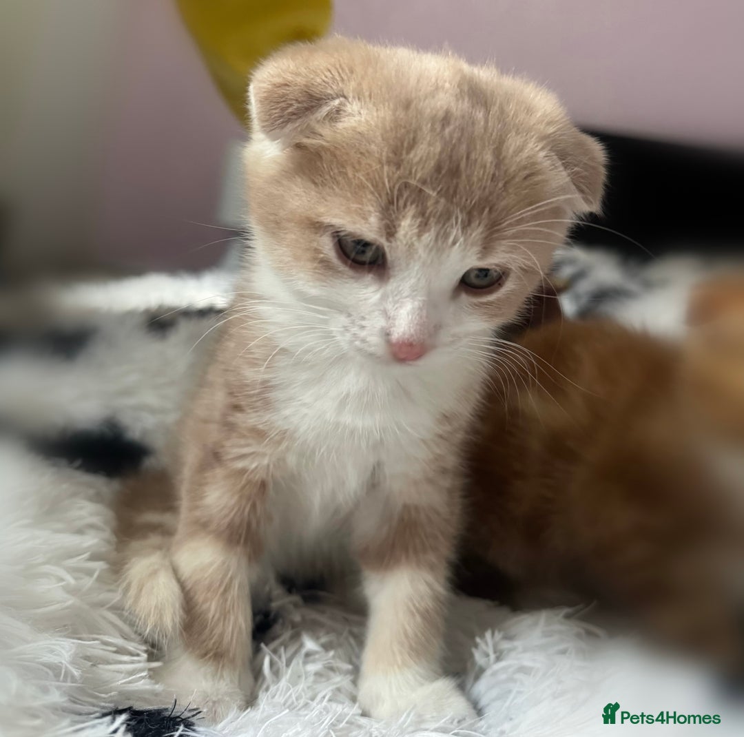 Scottish Fold cats for sale: Scotish Fold Kittens for sale 🐱 - Image 3