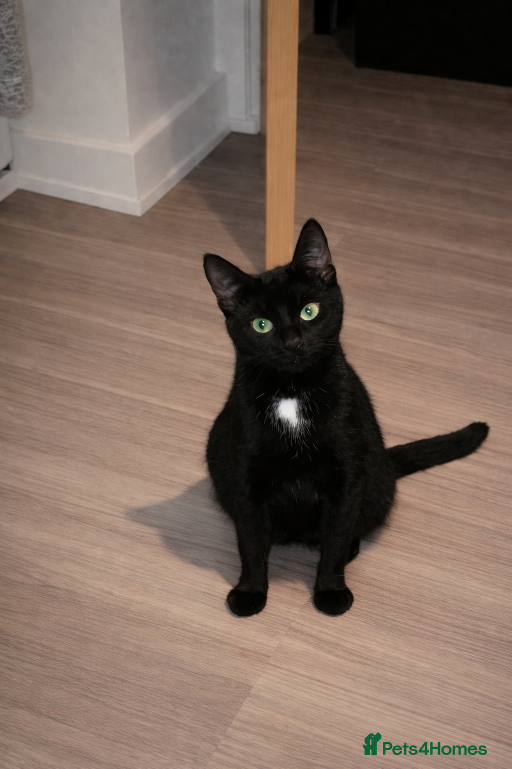 Domestic Shorthair cats 🐾 3 Beautiful Kittens for Their Forever Homes 🐾 - Advert 4