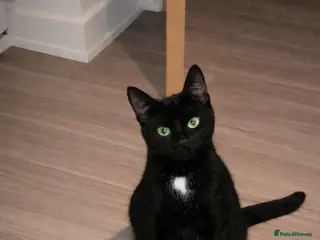 Domestic Shorthair cats 🐾 3 Beautiful Kittens for Their Forever Homes 🐾 - Advert 13