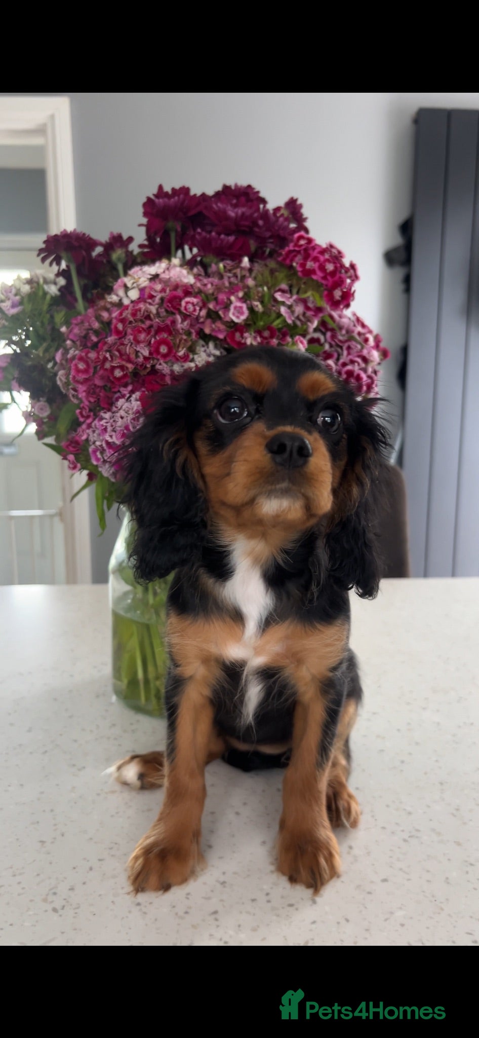 Cavalier King Charles Spaniel dogs beautiful cavalier King Charles puppies  - Advert 1