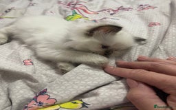 Ragdoll cats for sale: 🩵 Beautiful Ragdoll Kittens Ready at 12 Weeks! 🩵 - Image 22