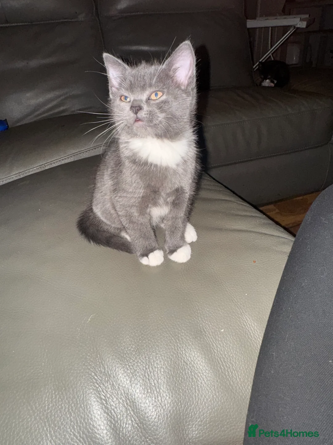 Mixed Breed cats for sale: Beautiful and super friendly mixed kittens - Advert 16
