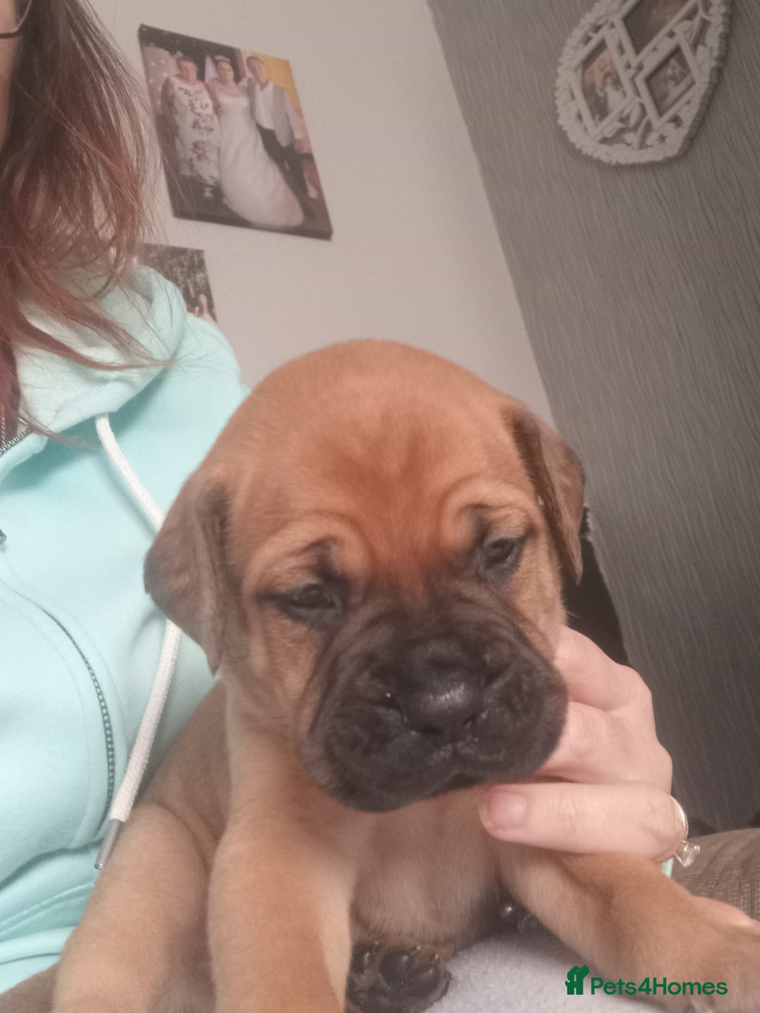 Mixed Breed dogs for sale: Bullmastiff X Puppies - Image 31