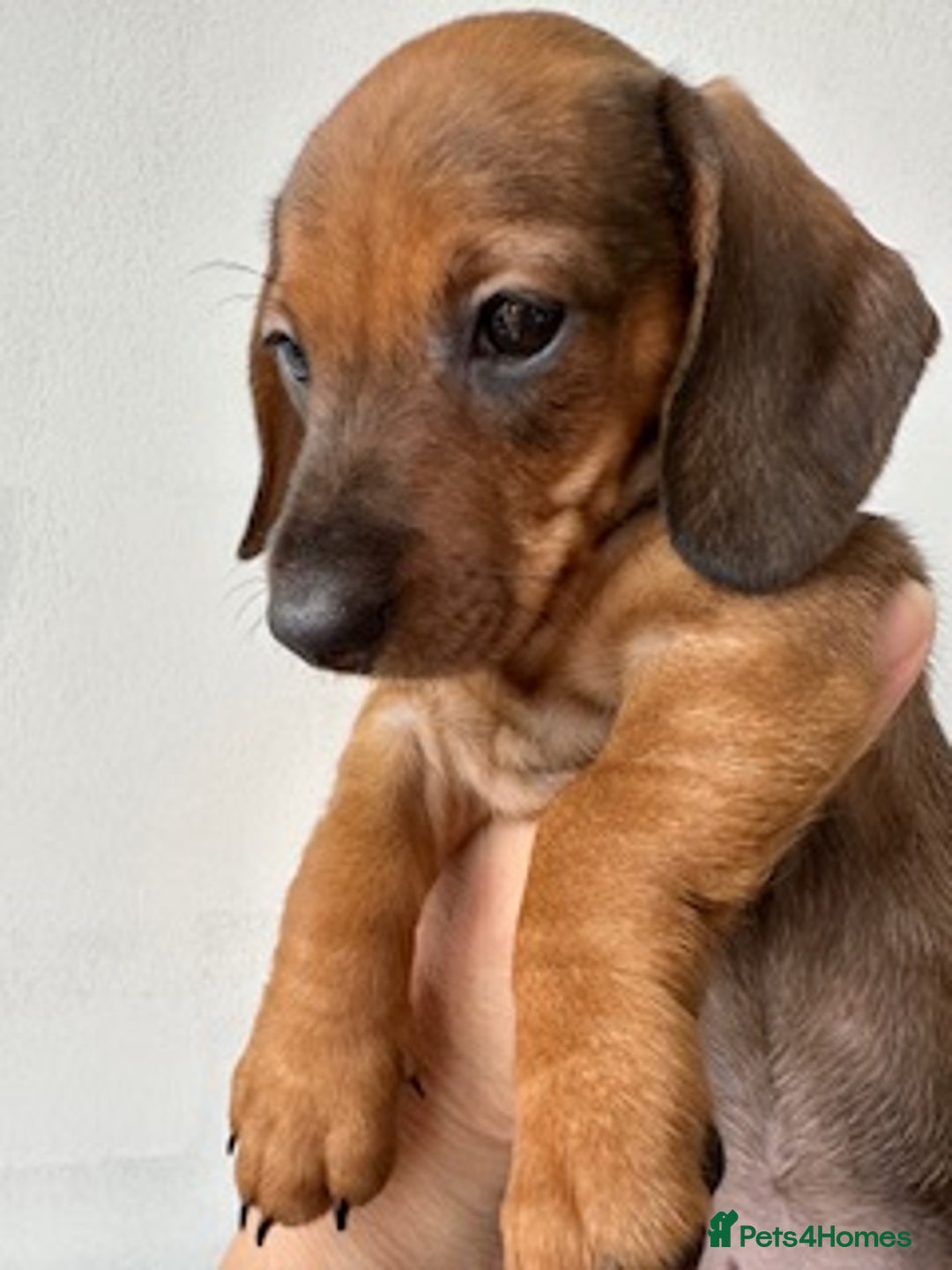 Miniature Dachshund dogs for sale: Miniature Wire Haired Dachshund Puppies - Image 3