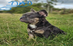 French Bulldog dogs for sale: Beautiful Fluffy French bulldogs - Image 11
