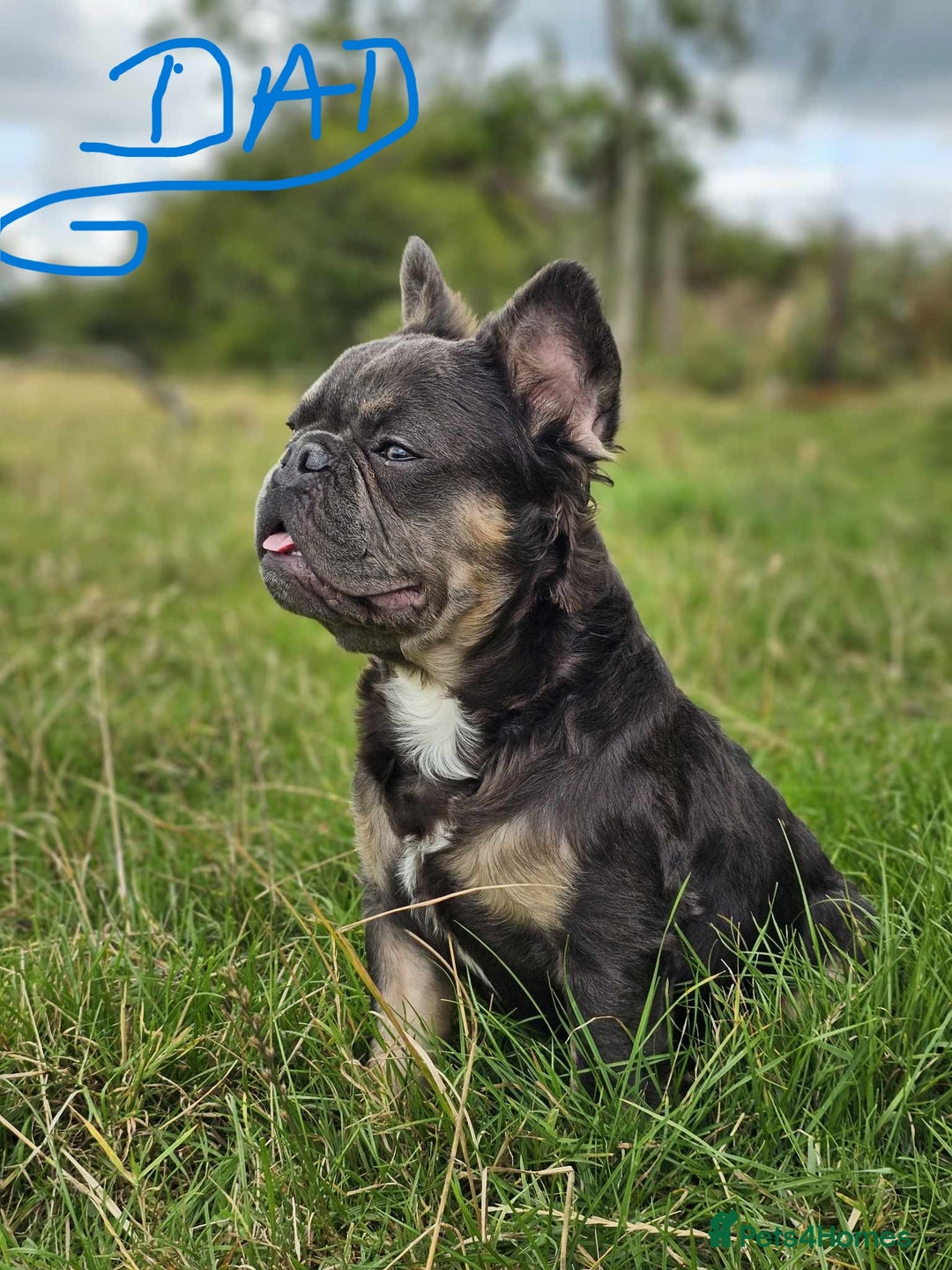 French Bulldog dogs for sale: Beautiful Fluffy French bulldogs - Image 11