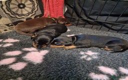 Dobermann dogs for sale: Doberman puppies - Image 5
