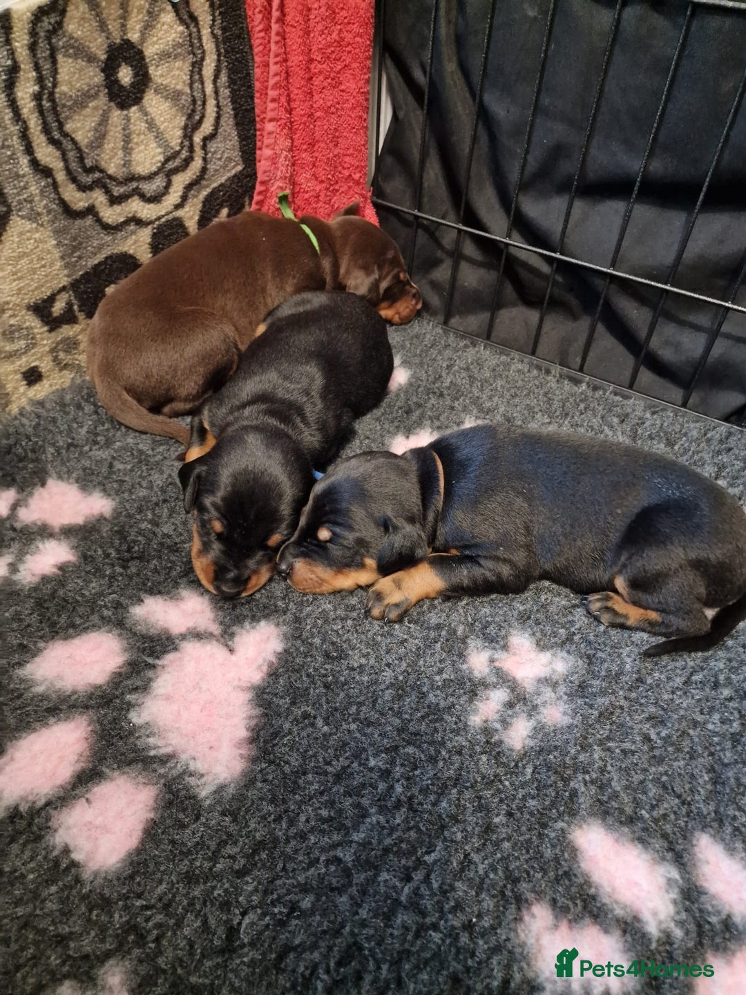 Dobermann dogs for sale: Doberman puppies - Image 5