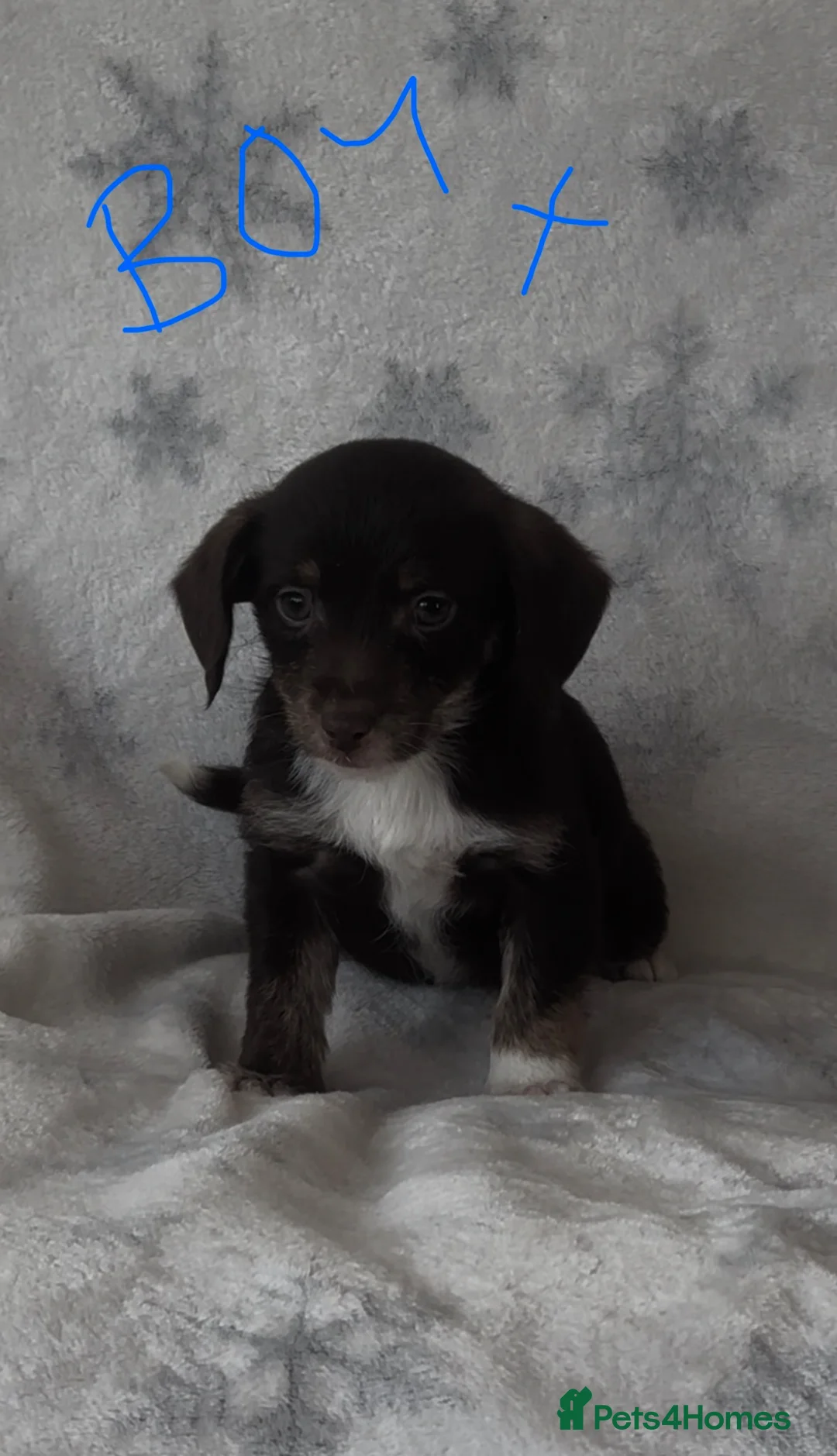 Jackapoo dogs for sale: 4 Beautiful Jackapoo puppies ready to leave in Ammanford - Advert 5