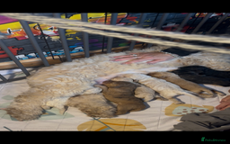 Cockapoo dogs for sale: ⭐️OUTSTANDING, HIGH QUALITY Cockapoo F1B Puppies⭐️ - Advert 38